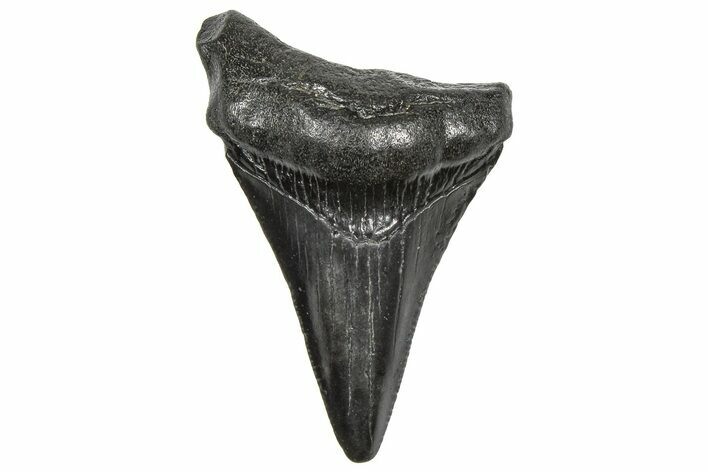 Juvenile Megalodon Tooth - South Carolina #360936